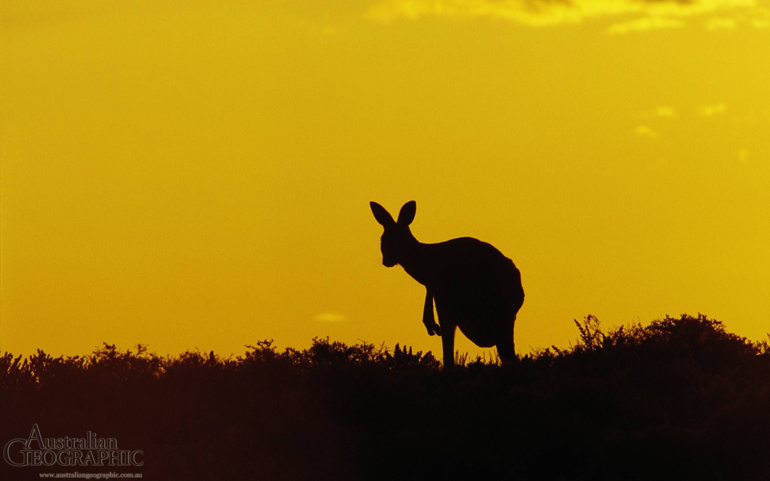 Kangaroo Sturt National Park New South Wales The id: 186347