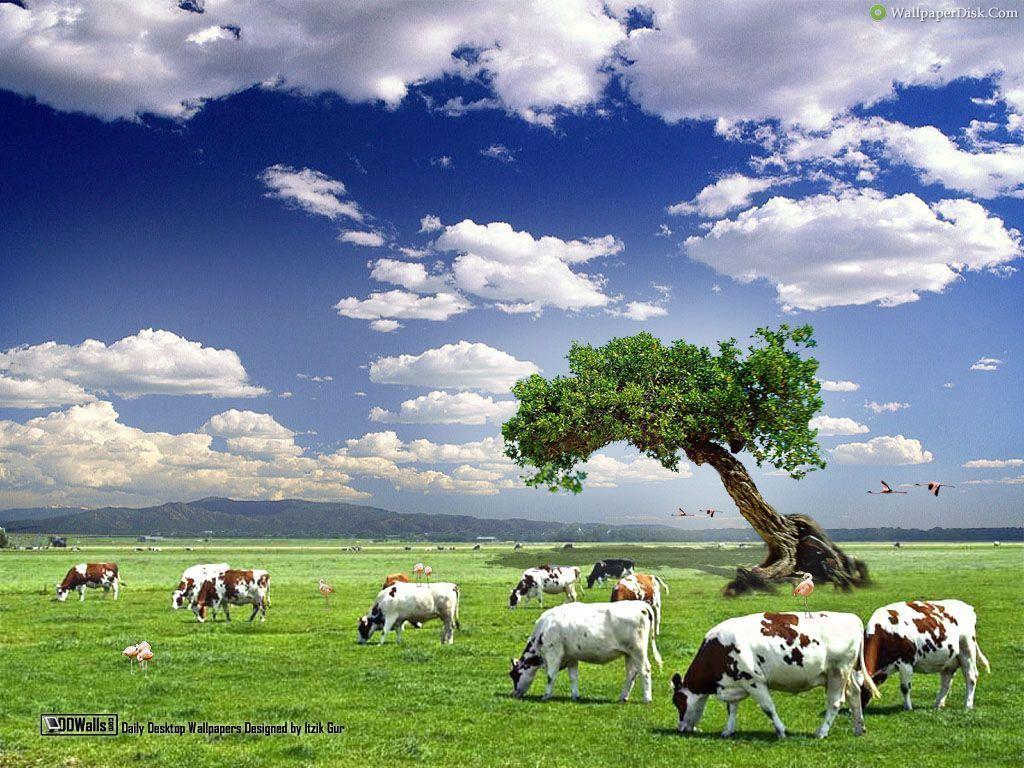 Cow desktop wallpaper