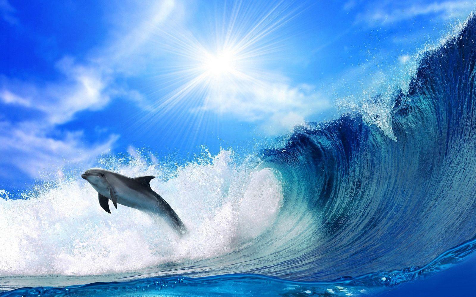 Wallpaper For > Cute Baby Dolphin Wallpaper