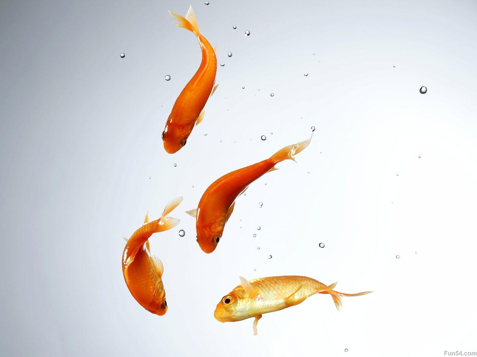 Four red and yellow fishs in the water with white background HD