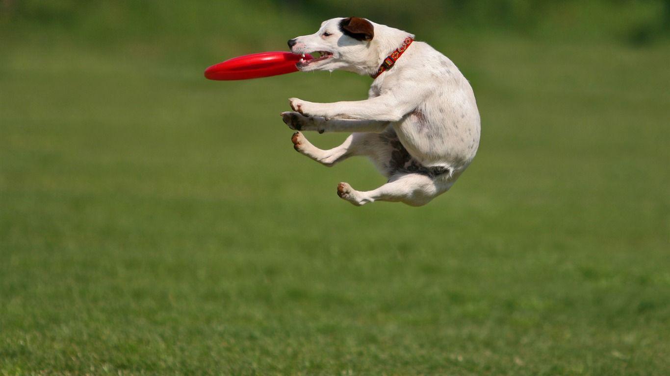 Bouncing Ball Funny Dog Wallpaper Wallpaper Download