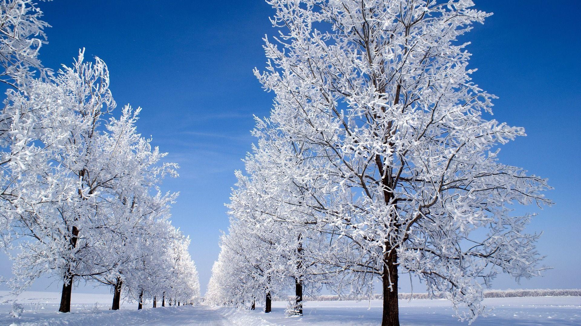 Nature & Landscape, Prepossessing Winter Snow on Trees Wallpaper