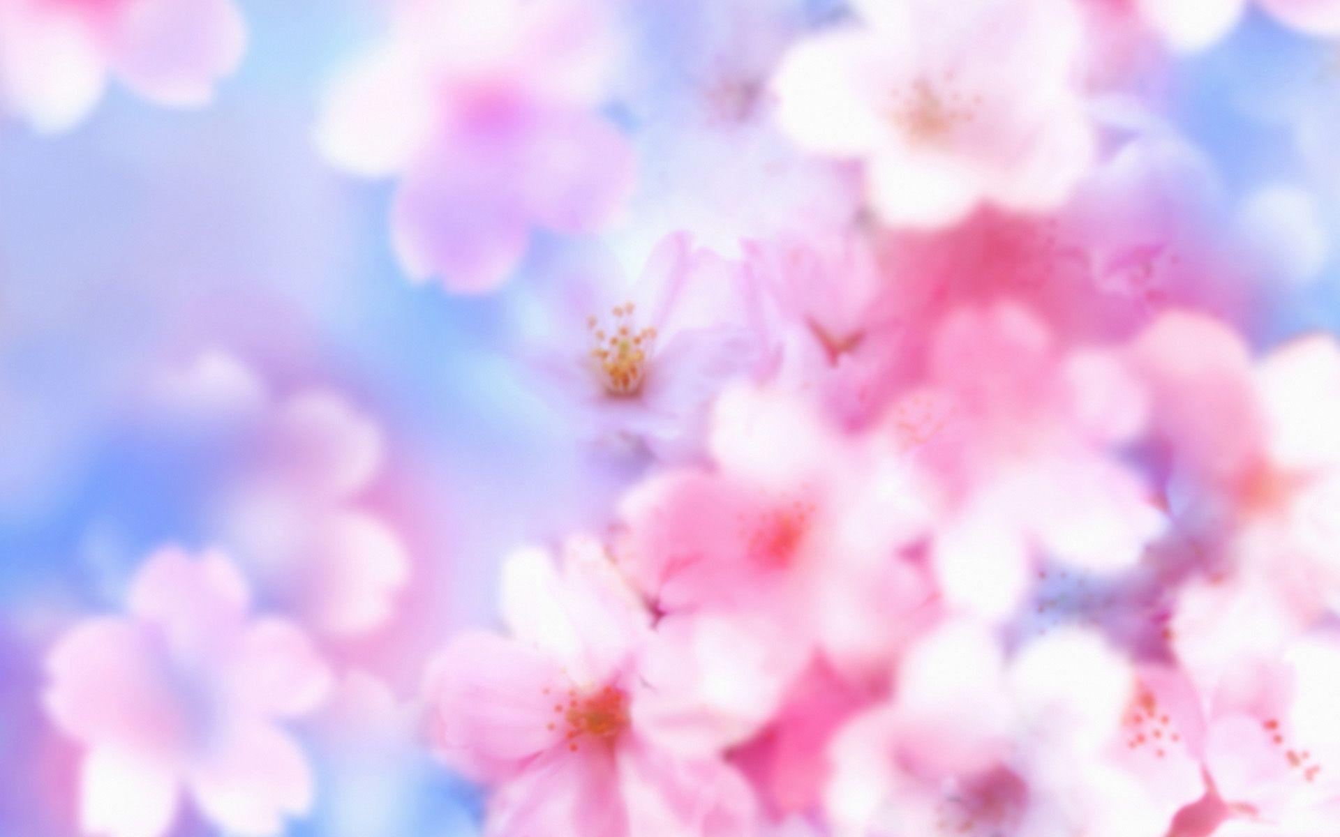 Sakura Flower Wallpapers - Wallpaper Cave