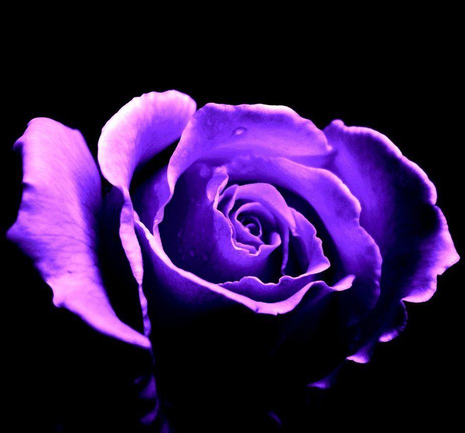 Flowers For > Purple Rose With Black Background