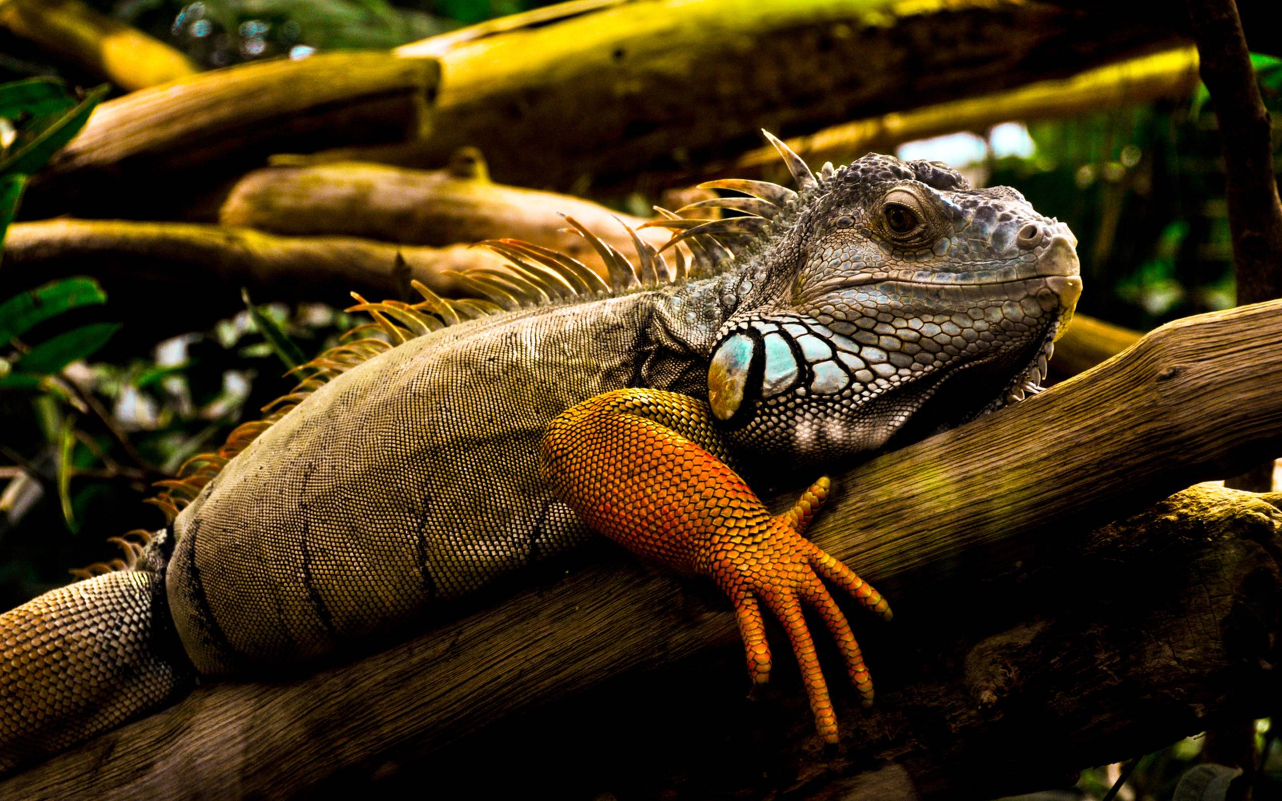 Iguana Computer Wallpaper, Desktop Background 2560x1600 Id: 280939