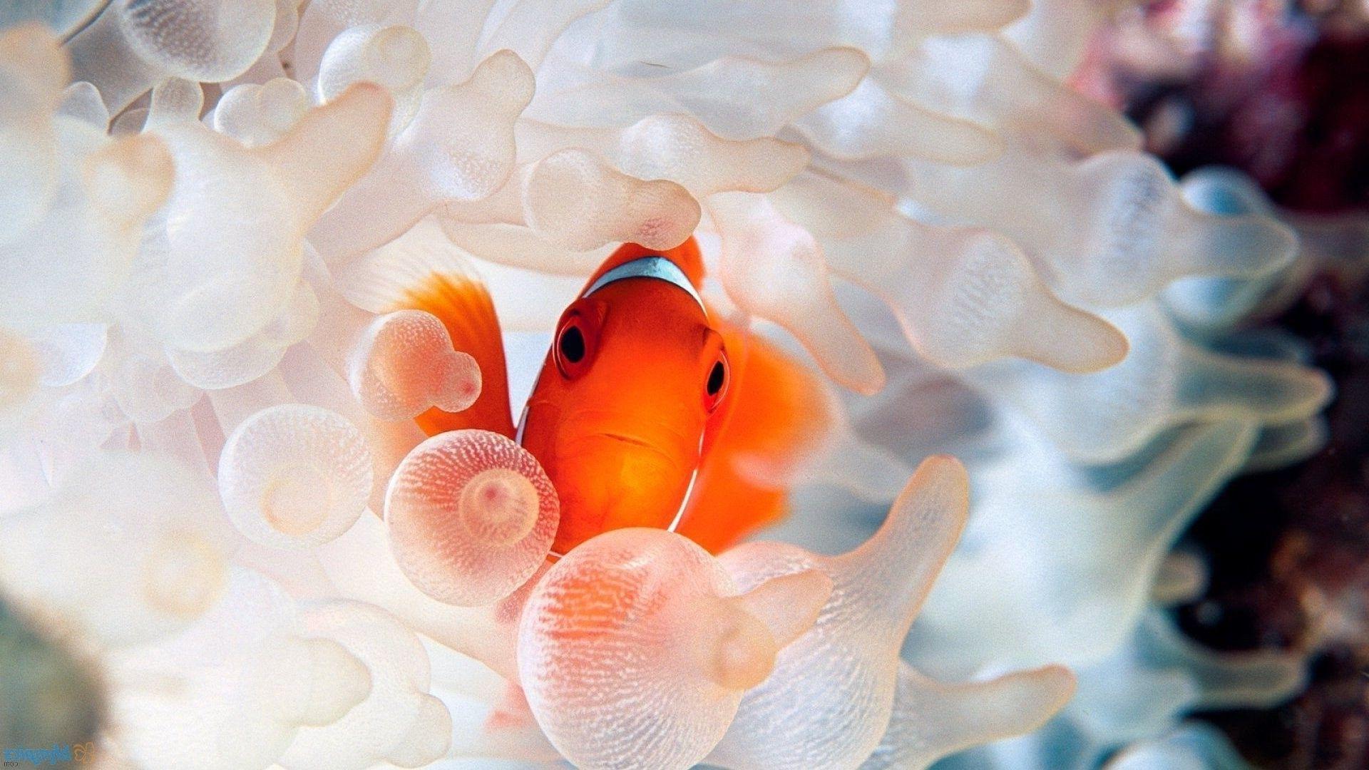 Clownfish Backgrounds - Wallpaper Cave