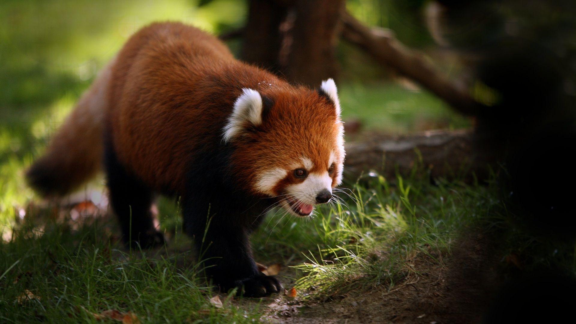 Daily Wallpaper: Red Panda. I Like To Waste My Time
