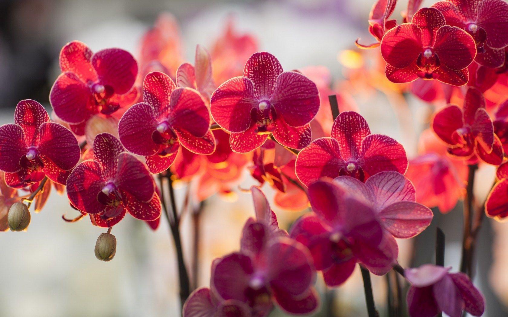 Red Phalaenopsis Orchid Flowers in Hotchpotch HD Wallpaper