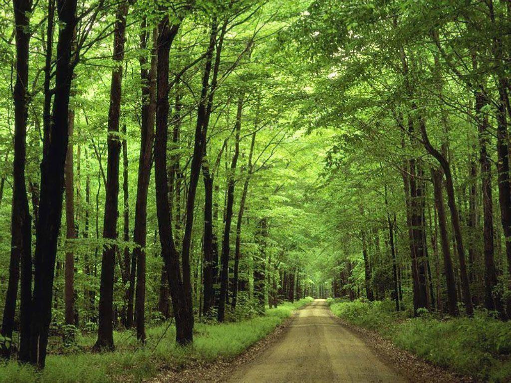 Green Forest Natural Road Wallpaper and Picture. Imageize: 316