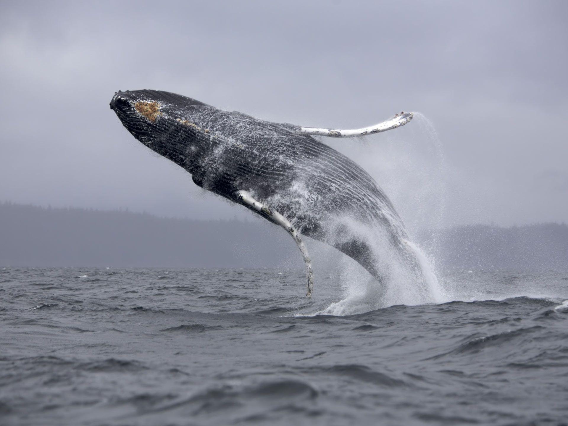 Desktop Wallpaper · Gallery · Animals · Humpback whale Baleen