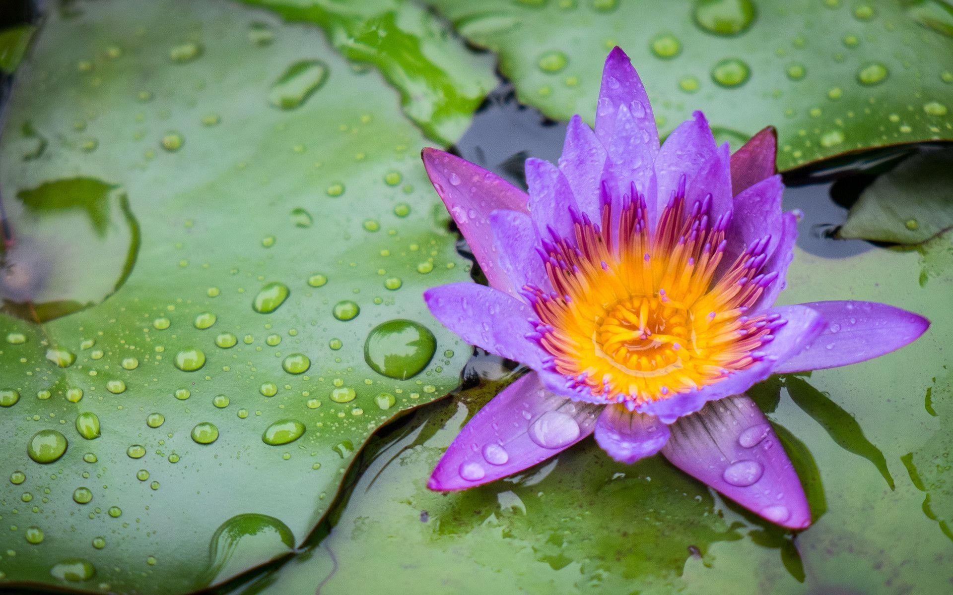lily pad wallpapers wallpaper cave on lily pad wallpaper