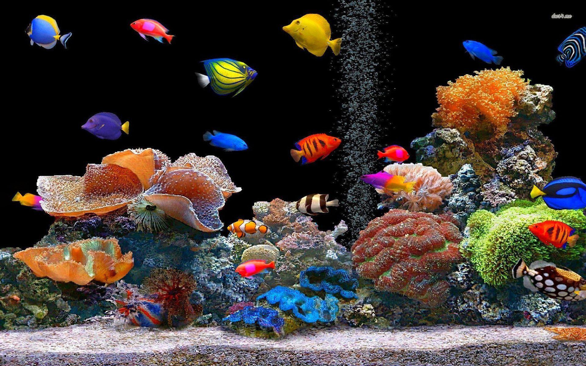 Pin Colorful Fish Wallpaper Beautiful Desktop Picture Free