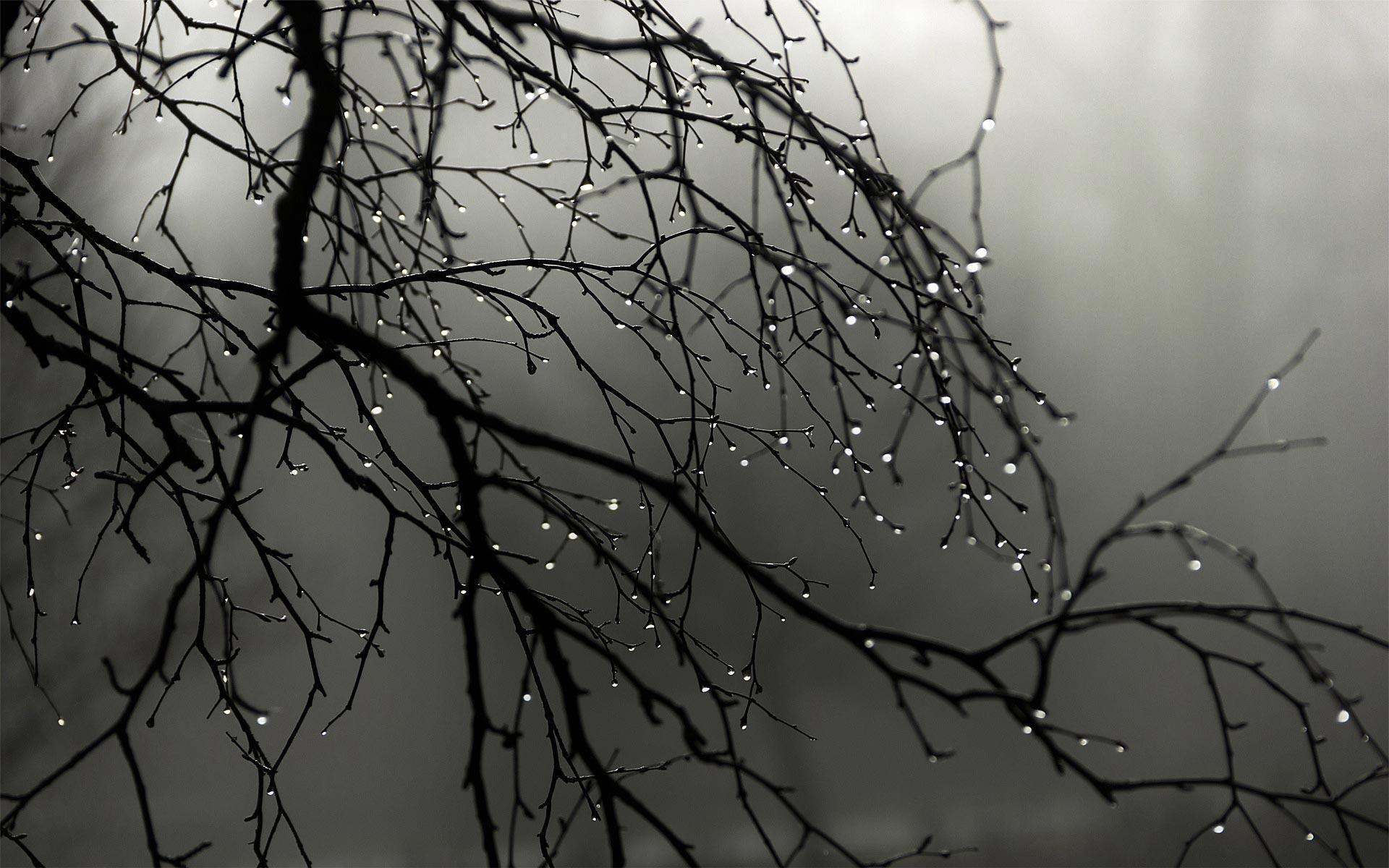 Branch Rain Drops