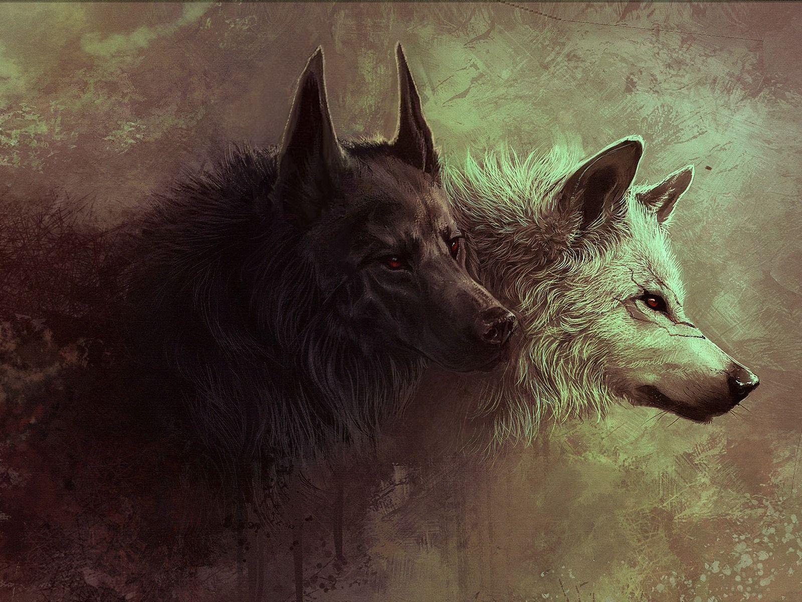Best Gray wolf Image 08. hdwallpaper