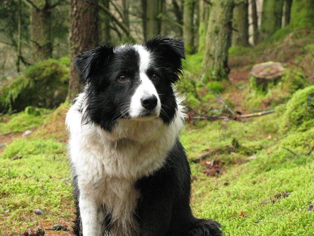 Search Results Border Collie Image