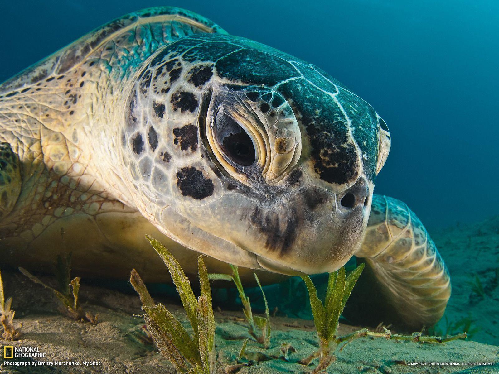 Green Sea Turtle Picture - Underwater Wallpaper - National