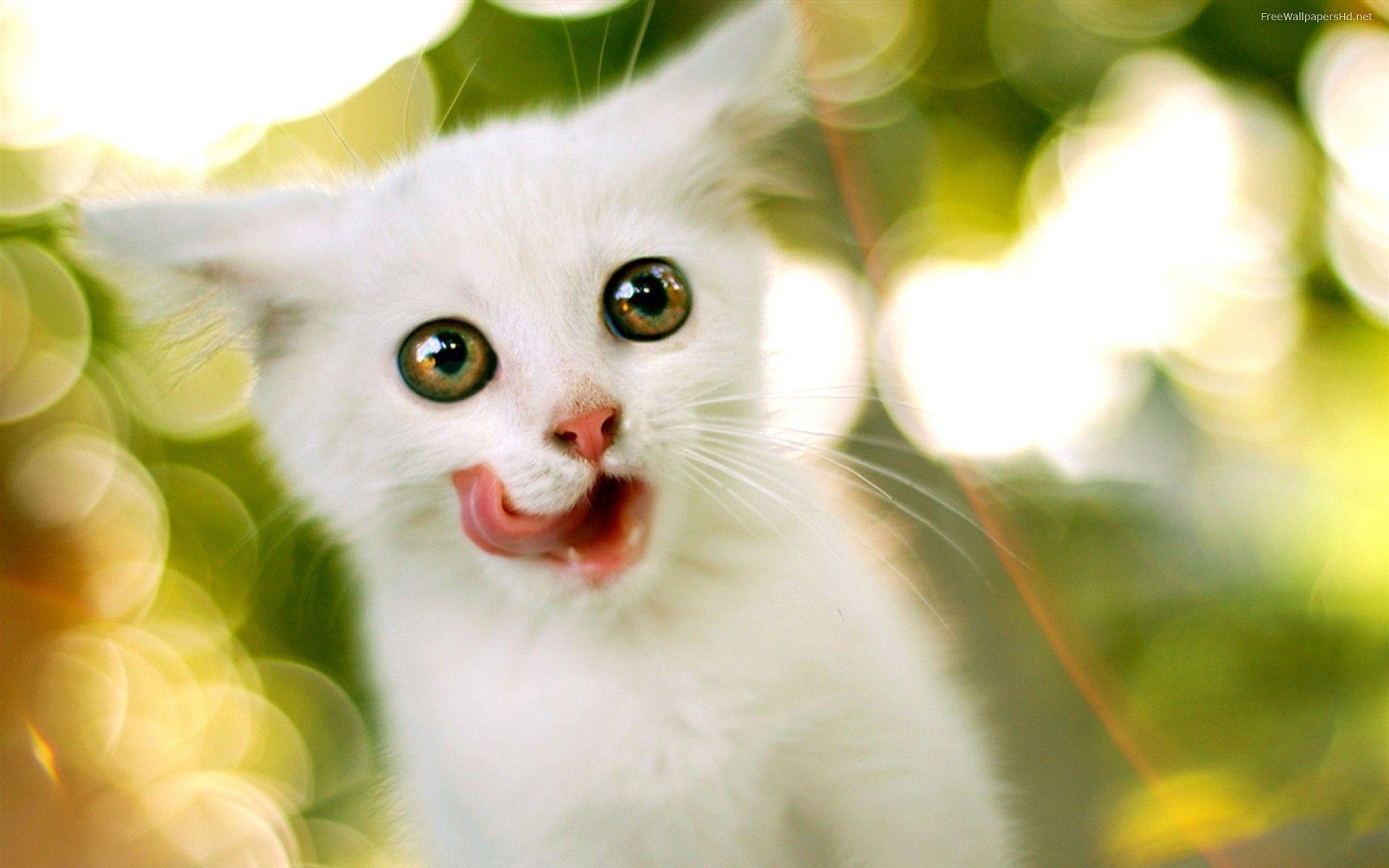 Download Cat Cute Pics White Free Wallpaper 1920x1200. Full HD