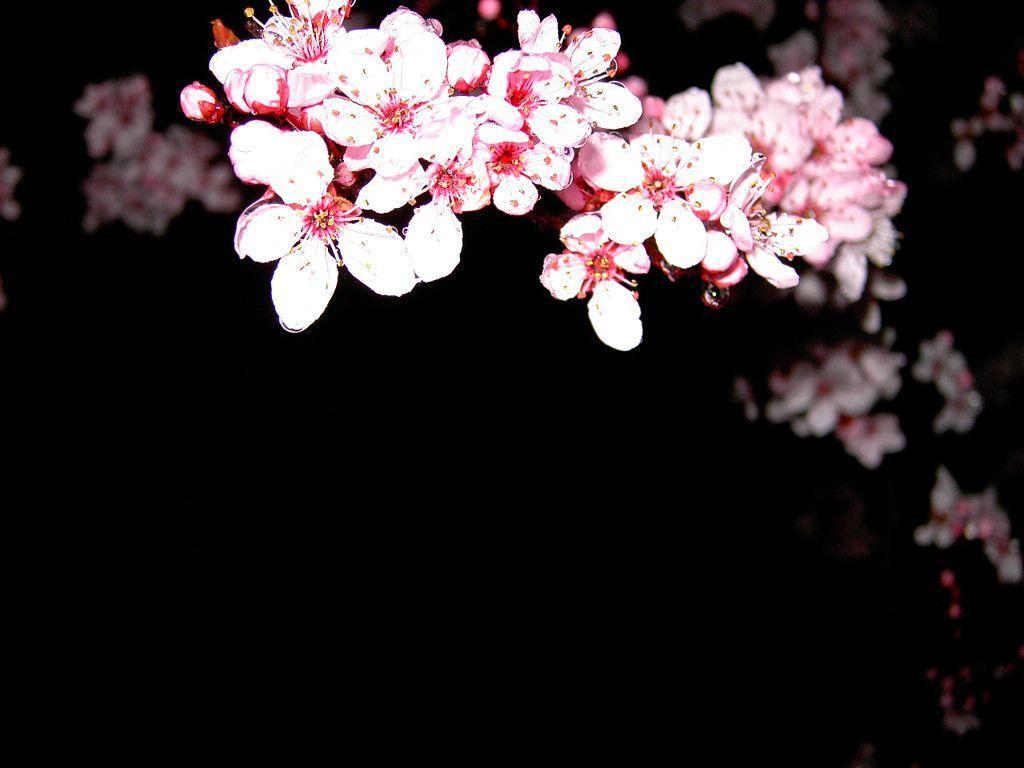 Download Cherry Blossoms Wallpaper 1024x768