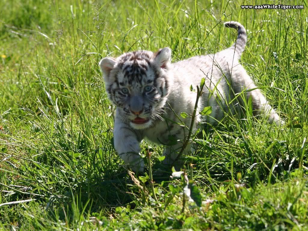 Baby White Tiger Wallpaper Photo By Christine555_photos