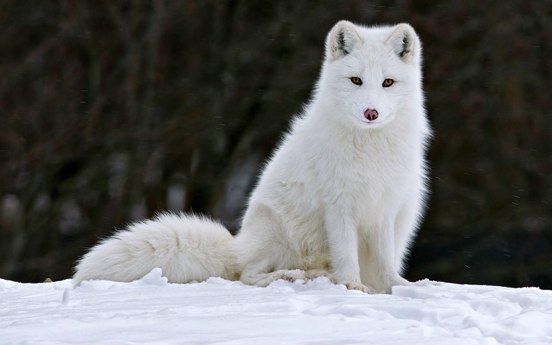 Arctic Fox Wallpapers Wallpaper Cave
