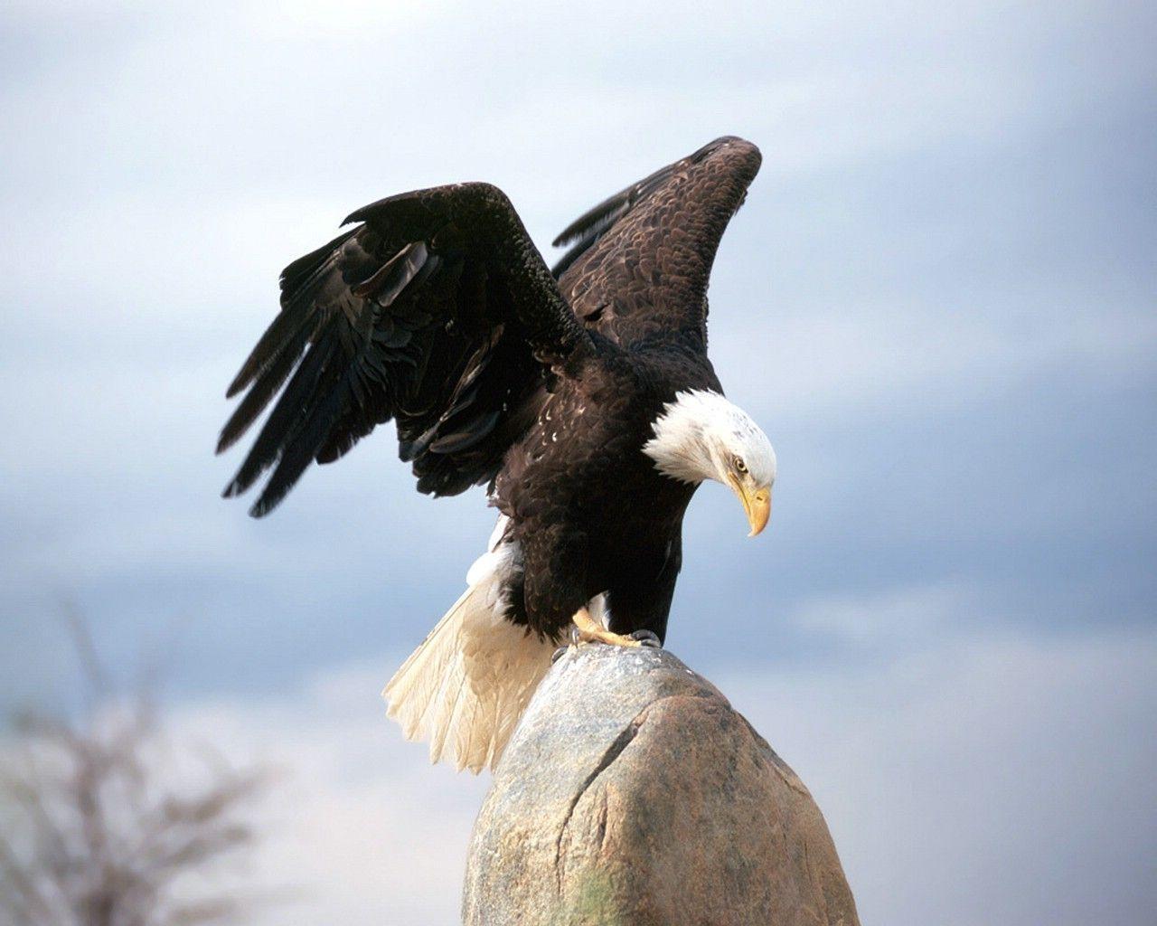 Bald eagle Photo. New image. HD new image