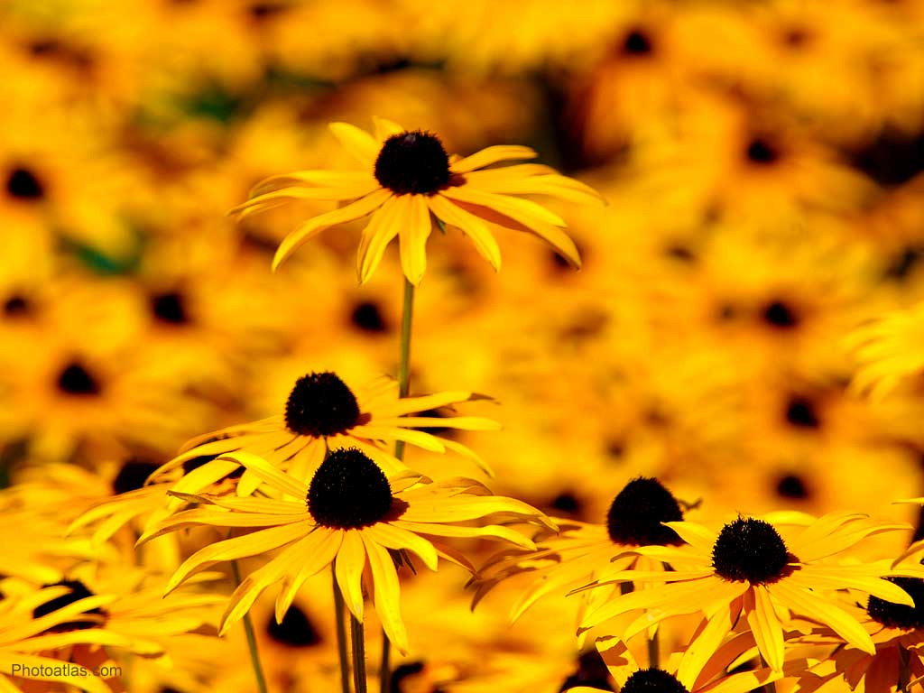 Flowers For > Yellow Flowers Wallpaper