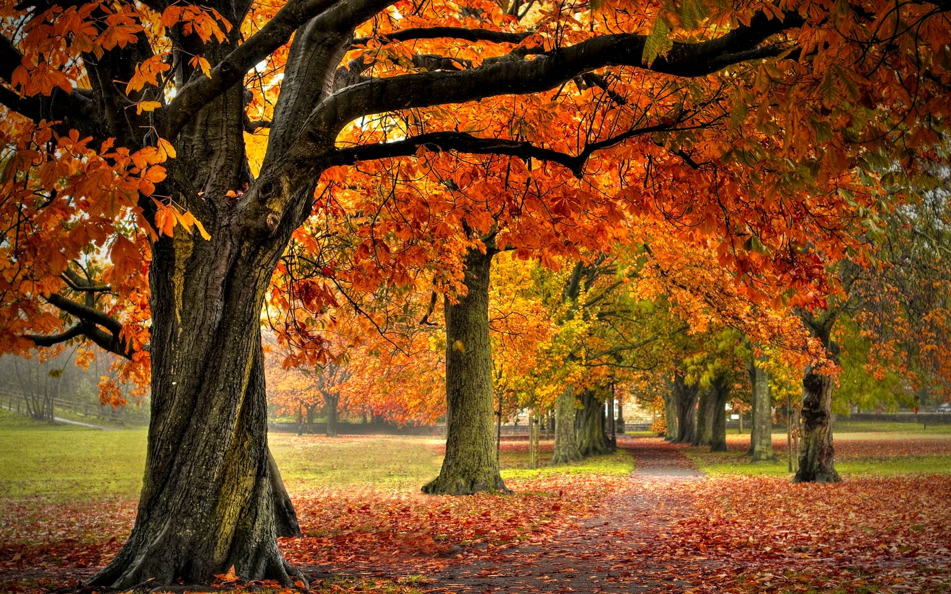HD Autumn Forest Wallpaper