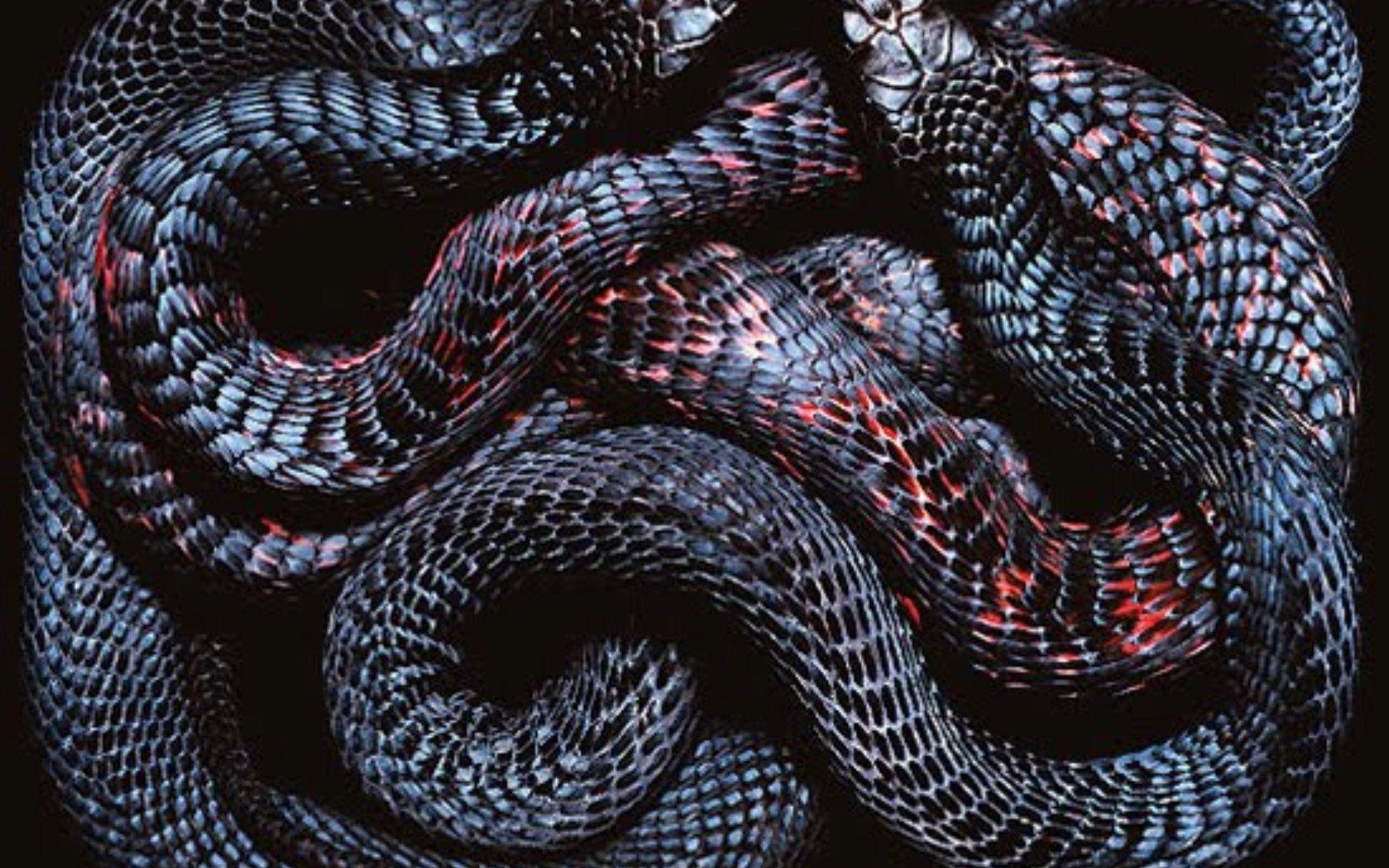 Slither Snake wallpaper