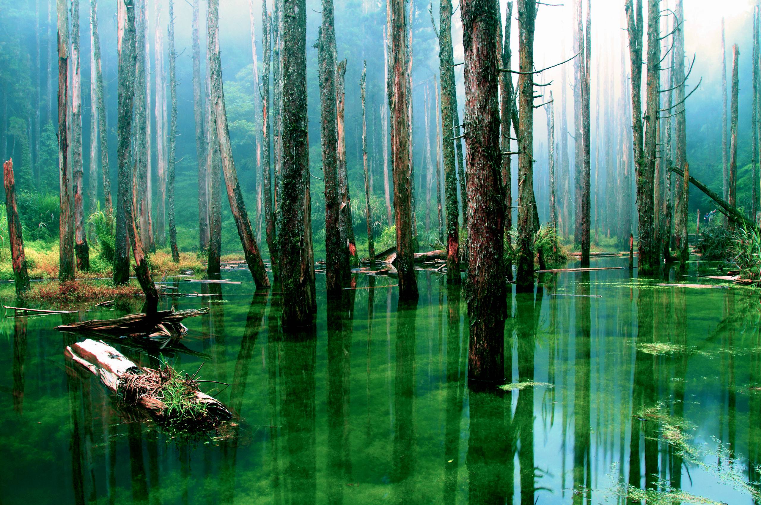 Swamp Background