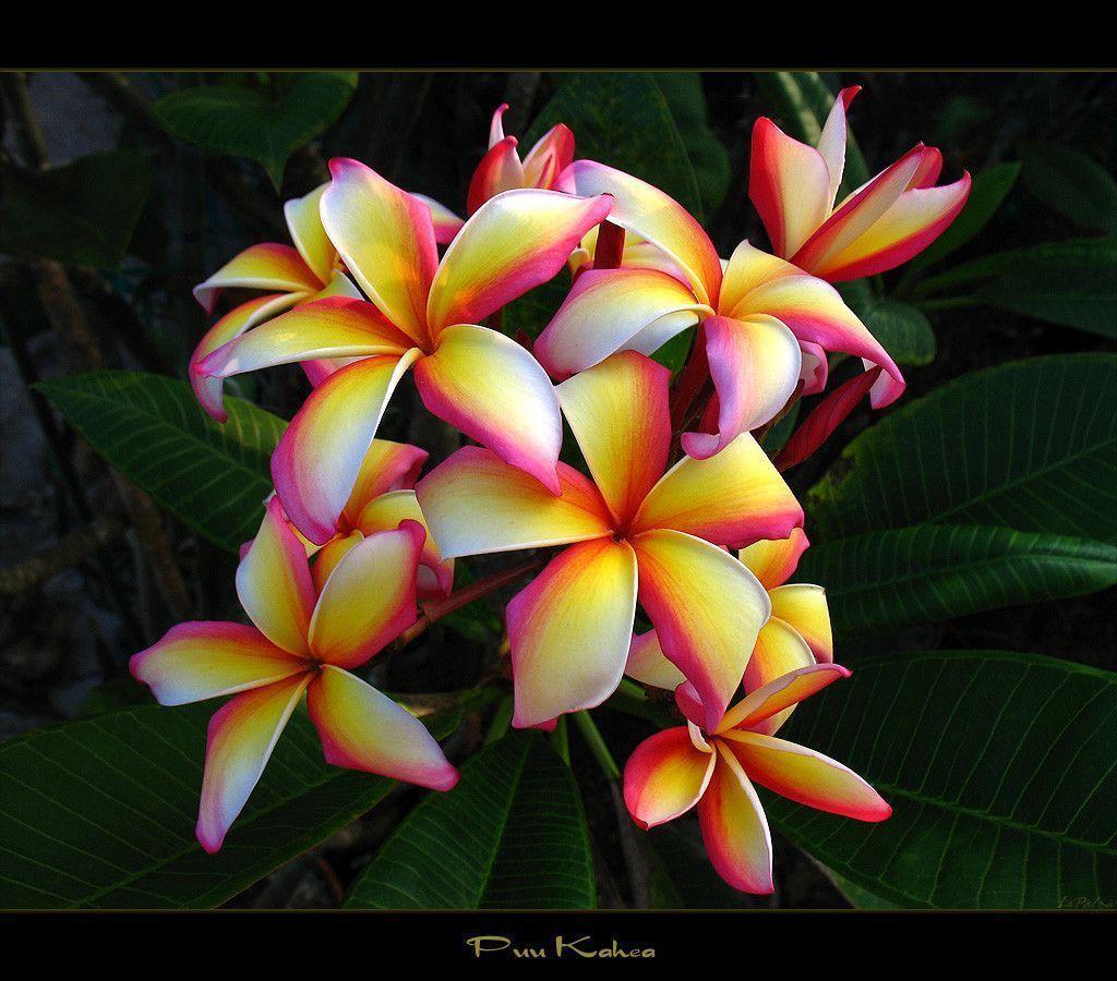 Awsome Background Wallpaper Hawaiian Flower Wallpaper