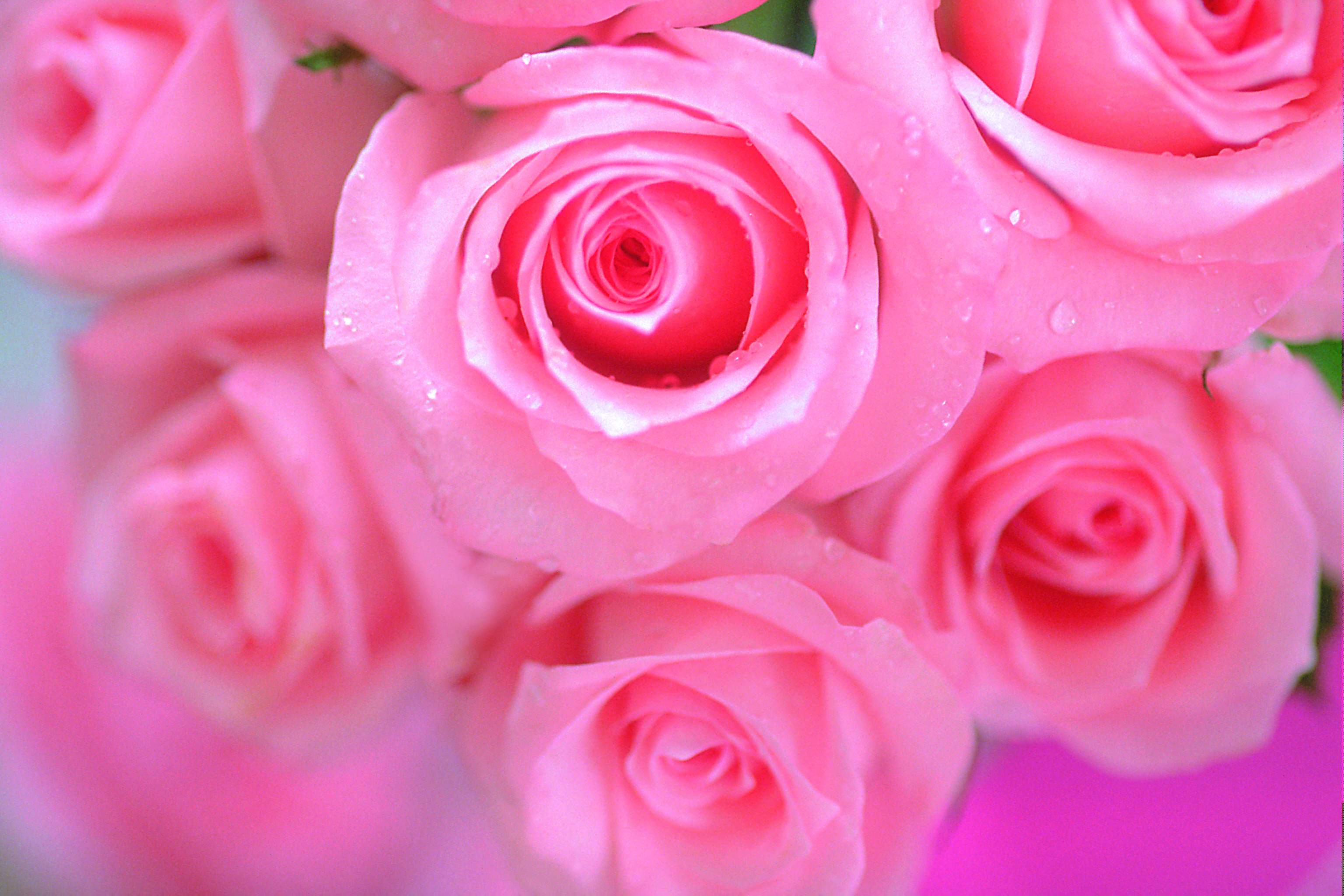 Pink Rose Flower HD wallpaper