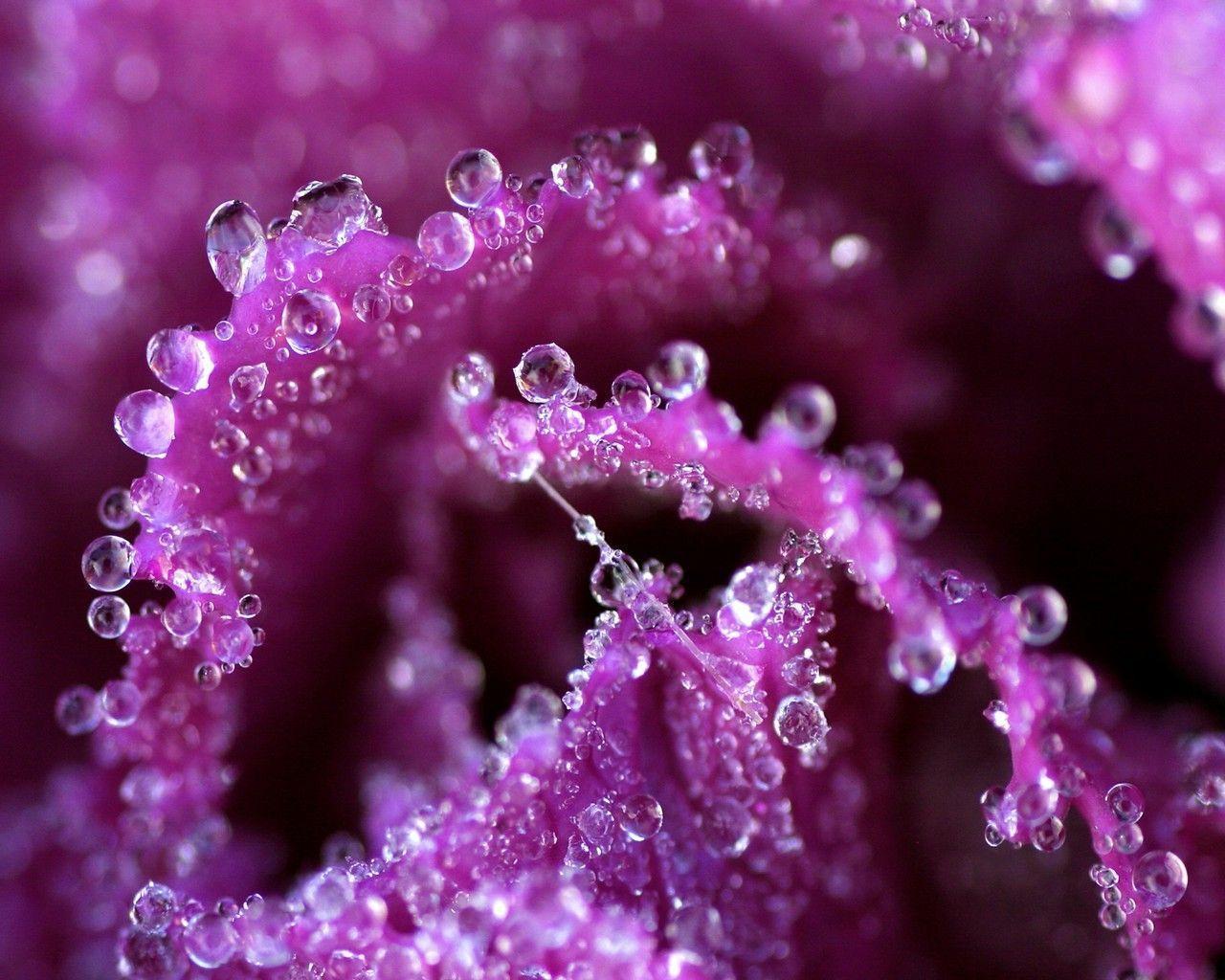 flowers pink purple water drops macro HD wallpaper background « HD