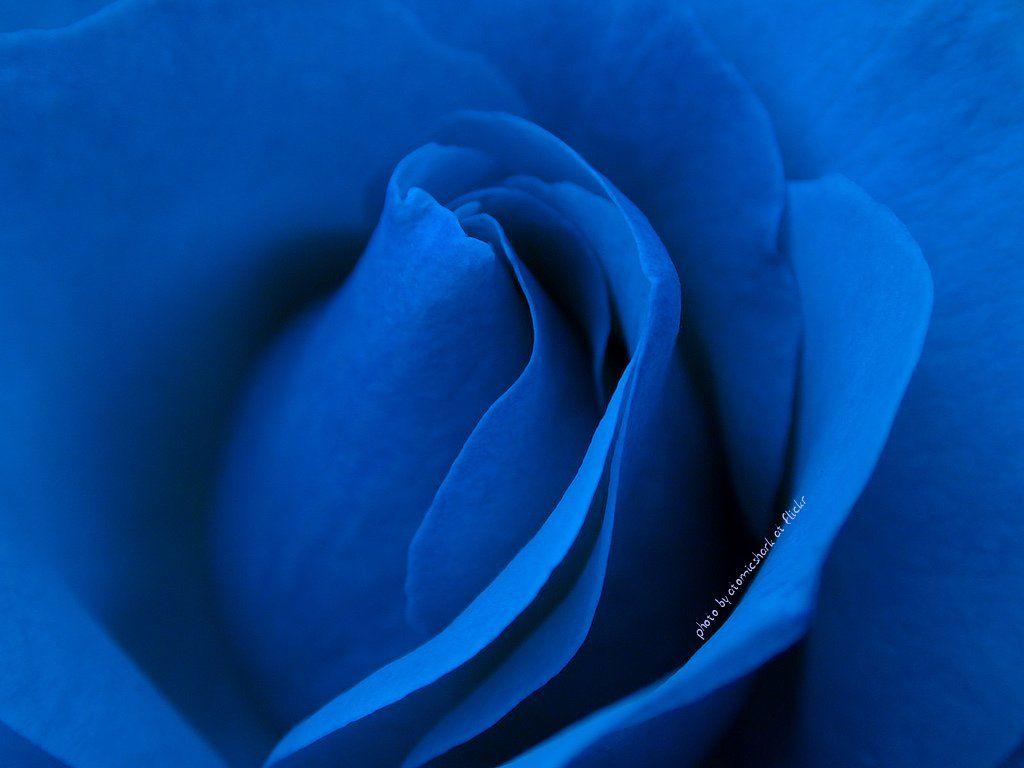 Wallpaper Blue Rose Flower Beststockpicture