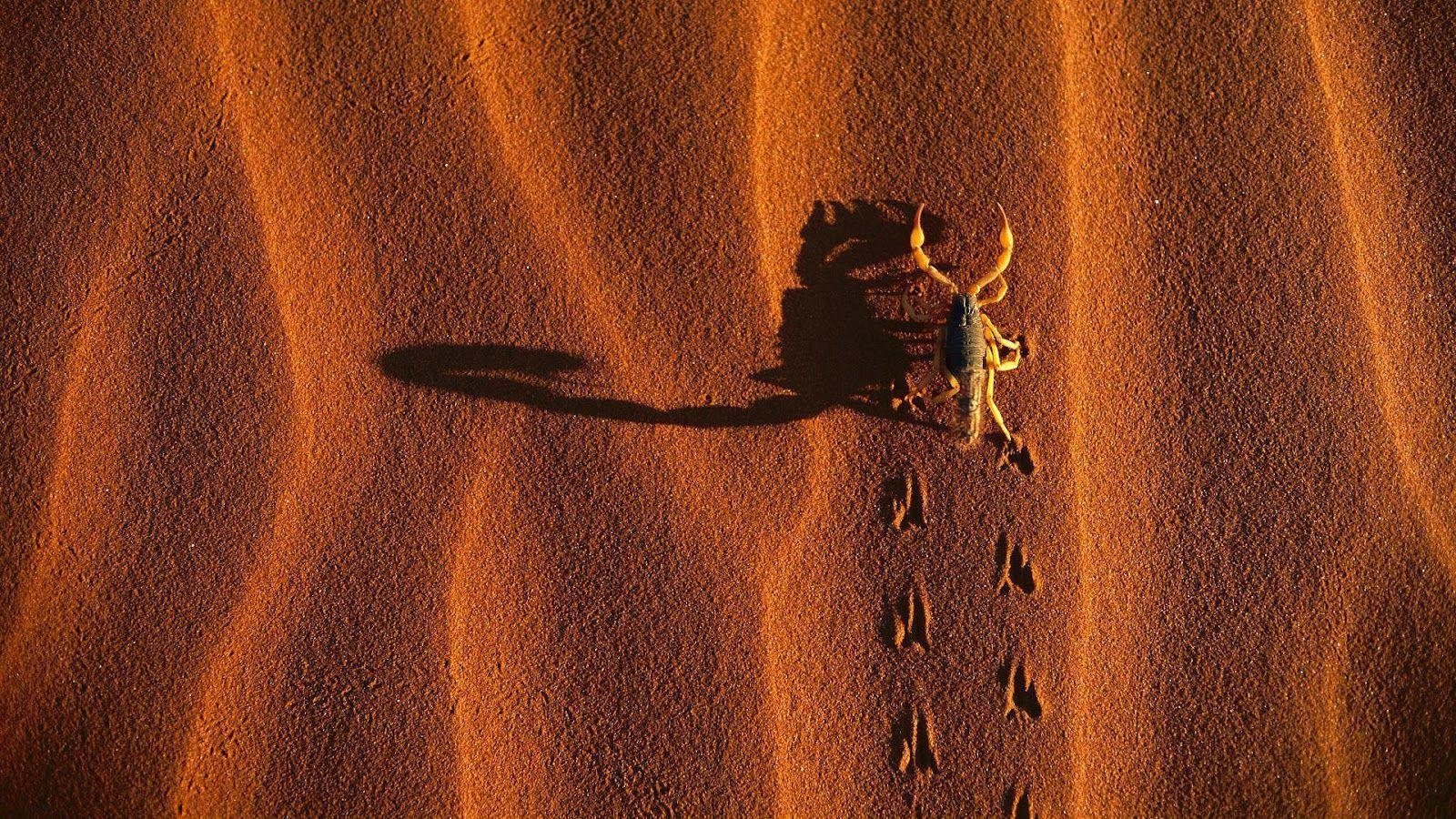 Scorpion Animal Wallpaper 12 Image 1600x900 HD Wallpaper