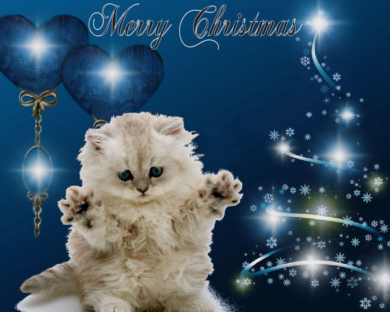 merry christmas from a lonely kitten