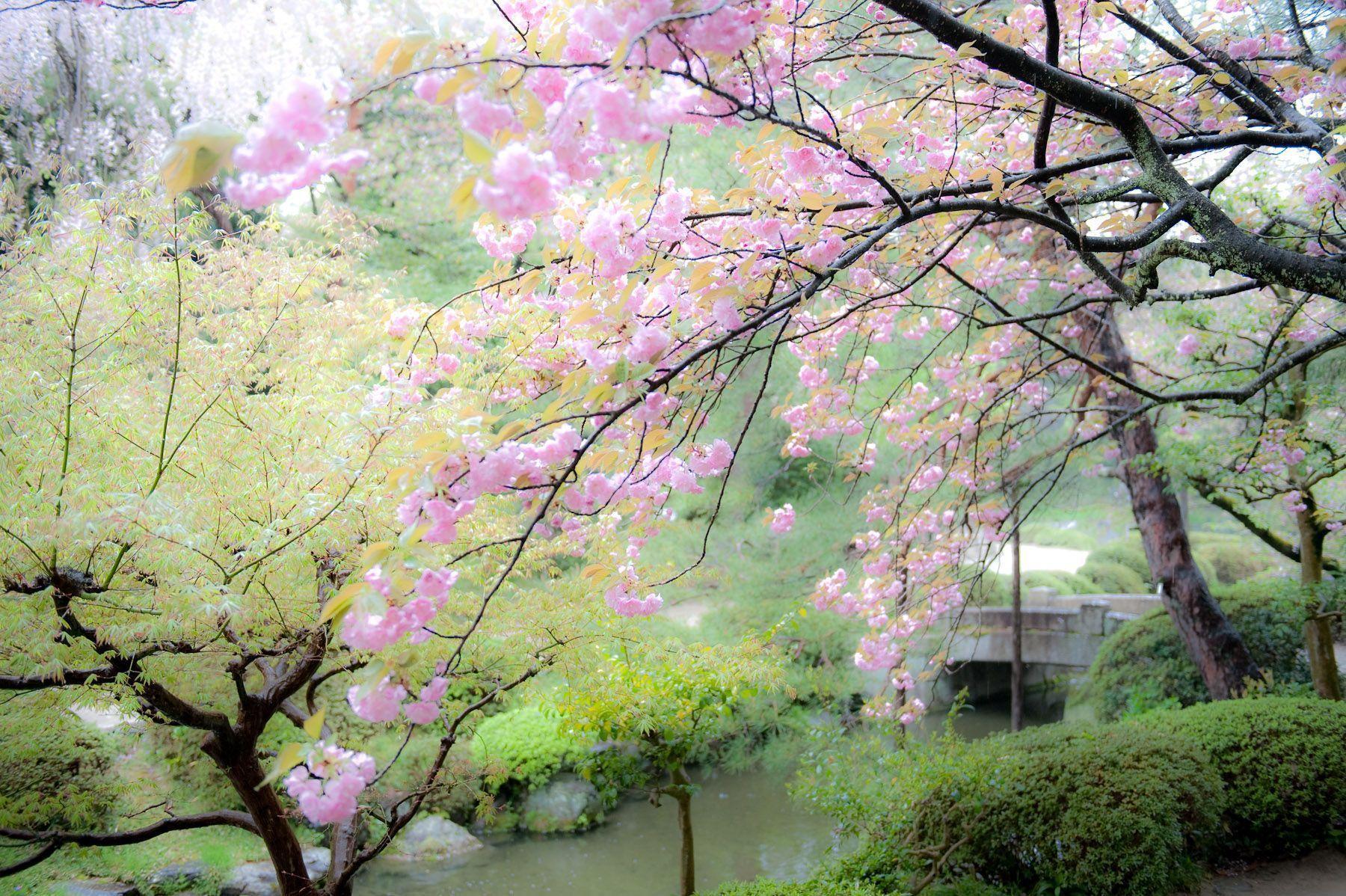 Jeffrey Friedl&;s Blog Cherry Blossoms in the Rain at the Heian