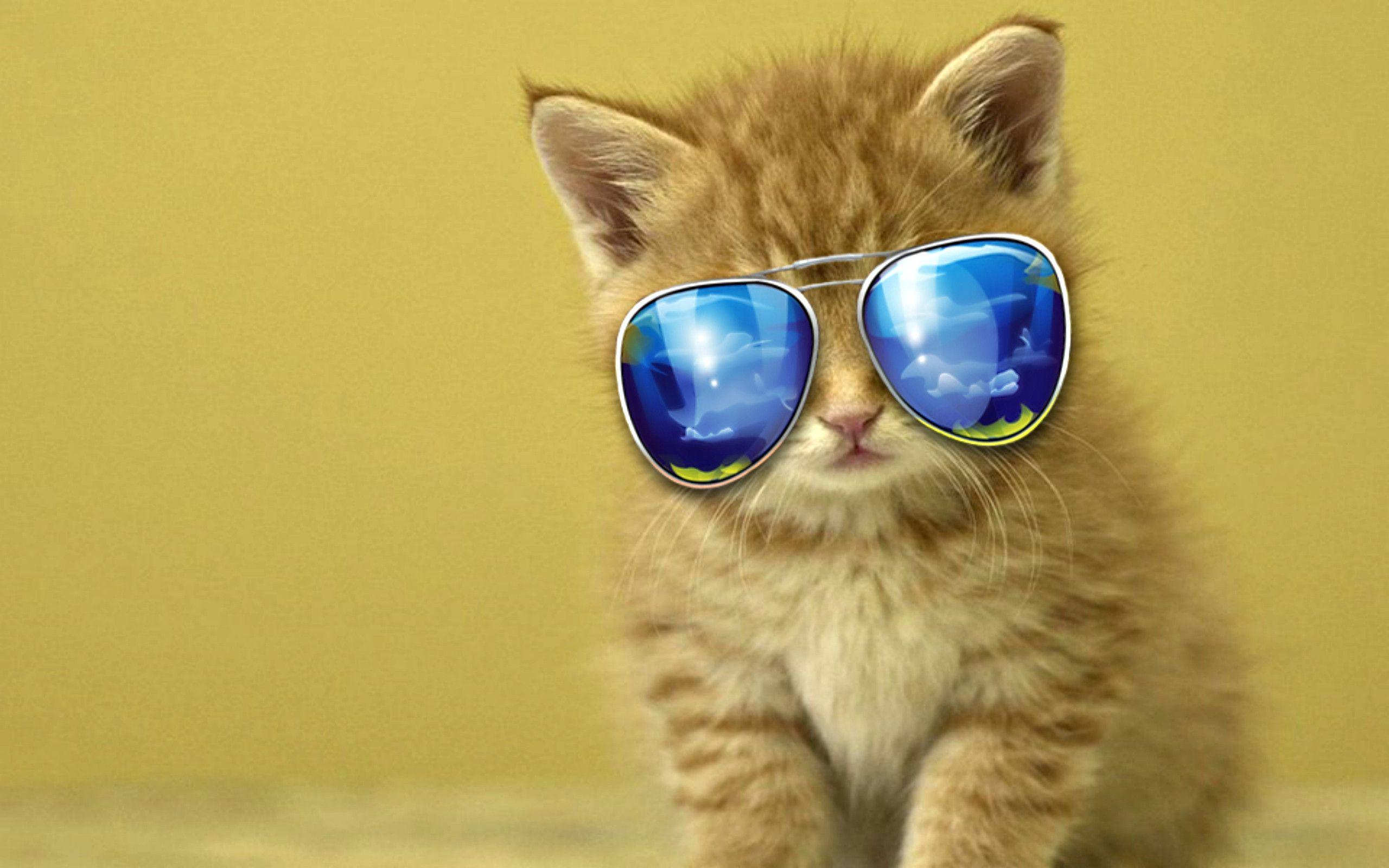 Wallpaper For > Cool Cat Background