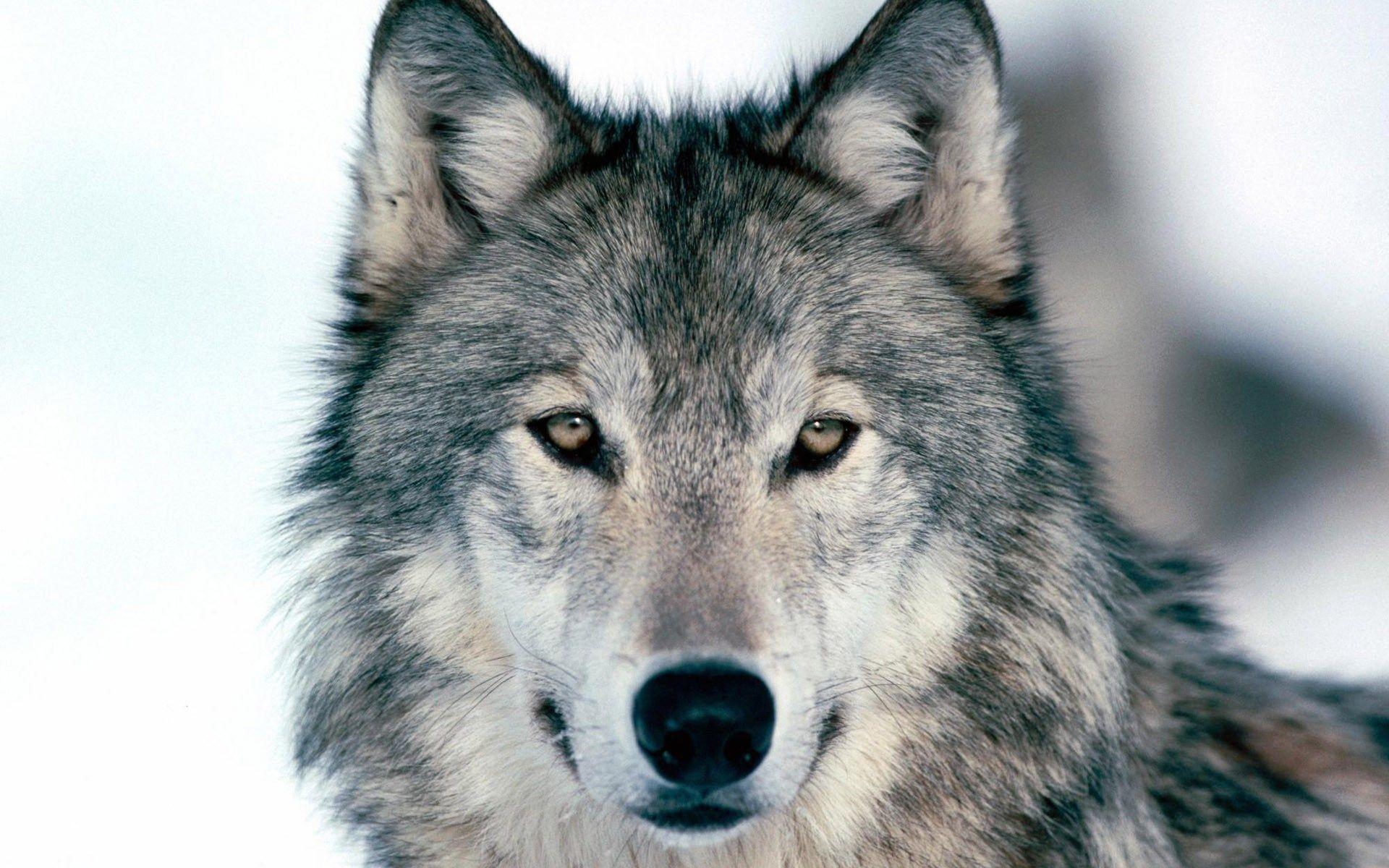 Desktop wolf dog picture wallpaper
