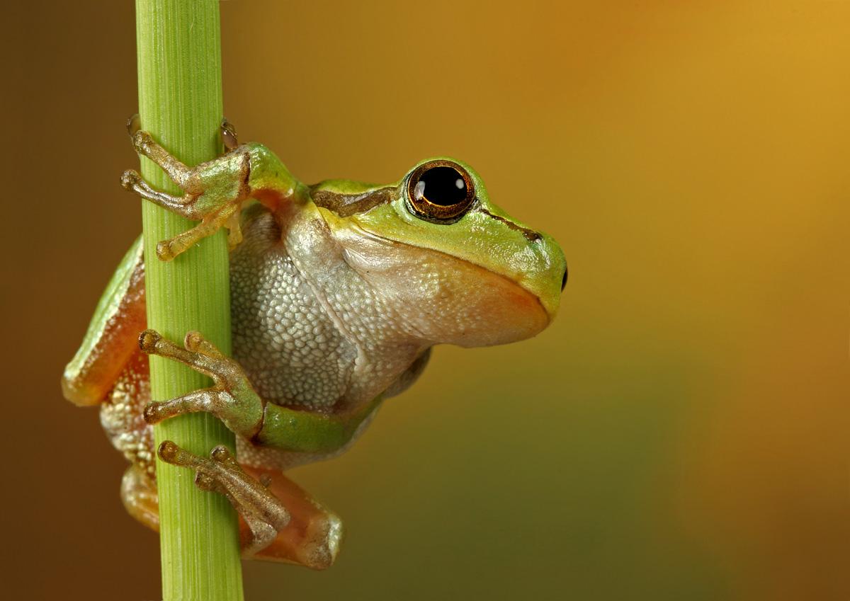 Little frog free desktop background wallpaper image