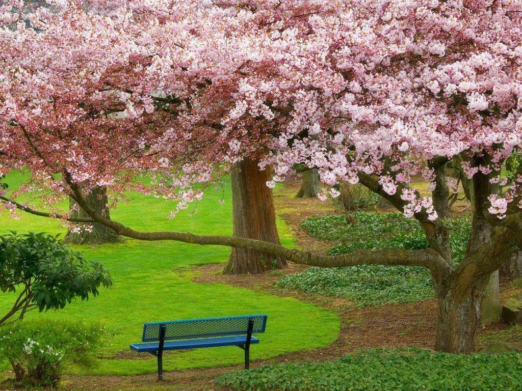 Cherry Blossom Tree wallpaper