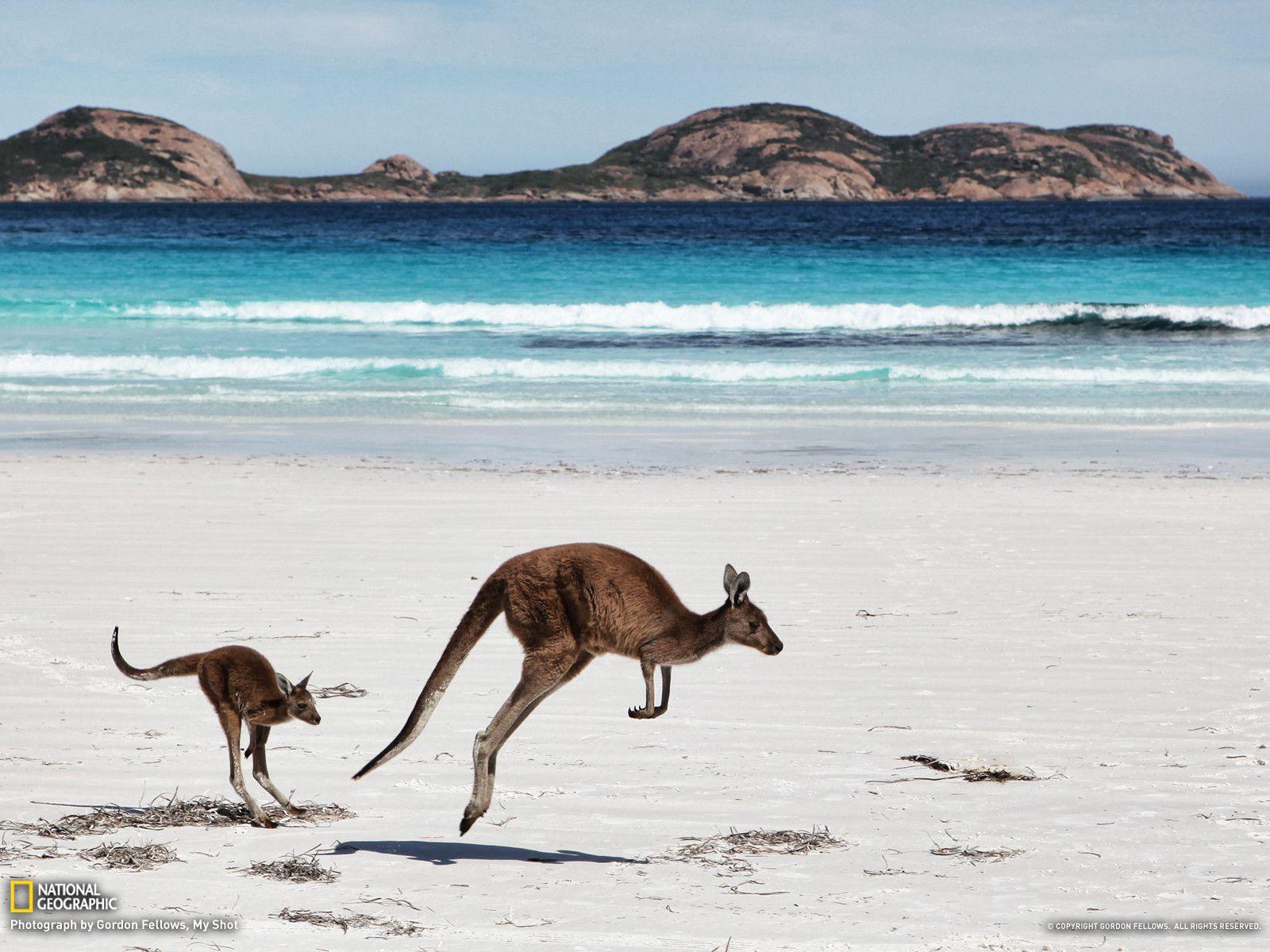 Kangaroo Picture - Animal Wallpaper - National Geographic Photo