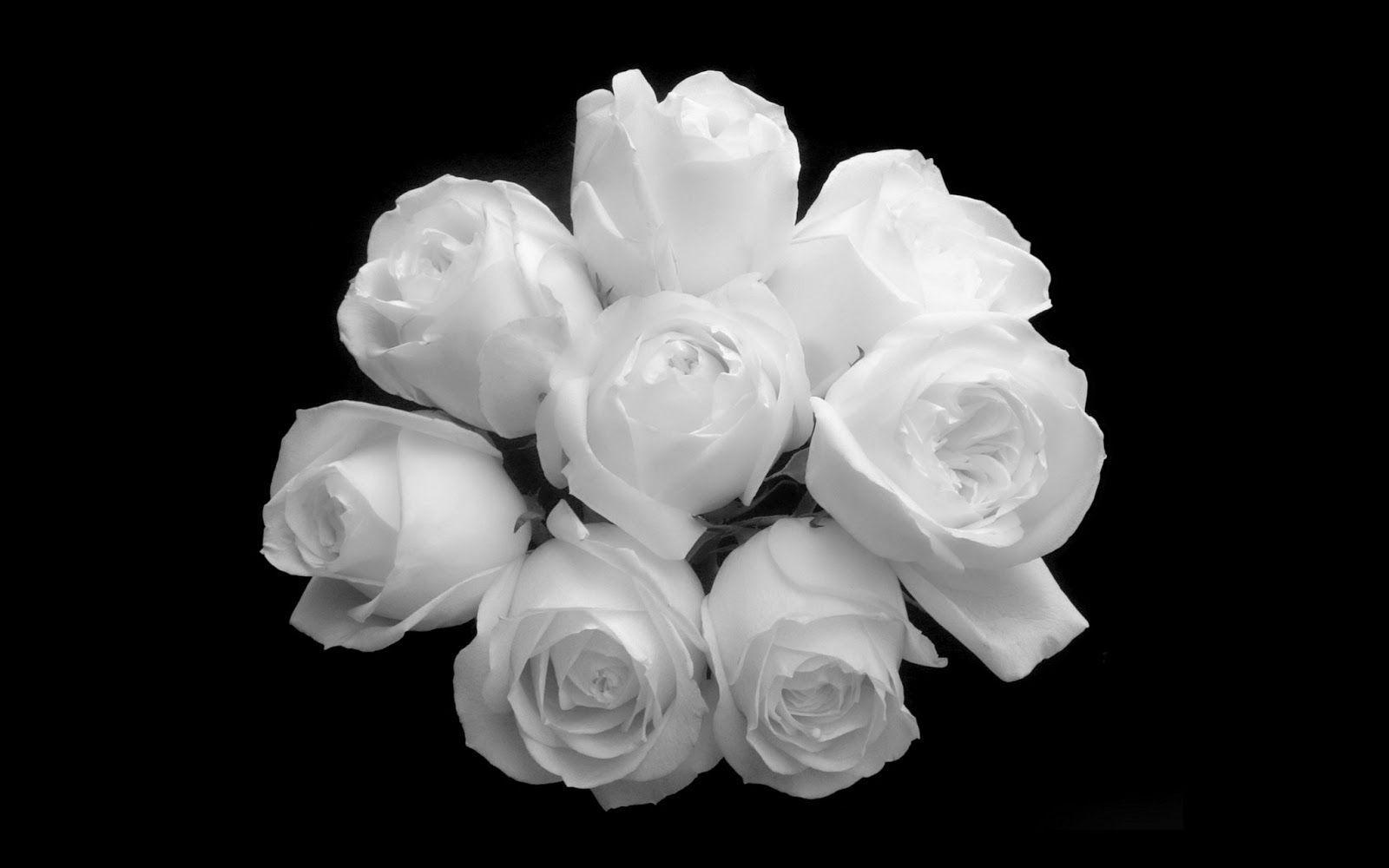 image For > Wallpaper Flower White Rose Love