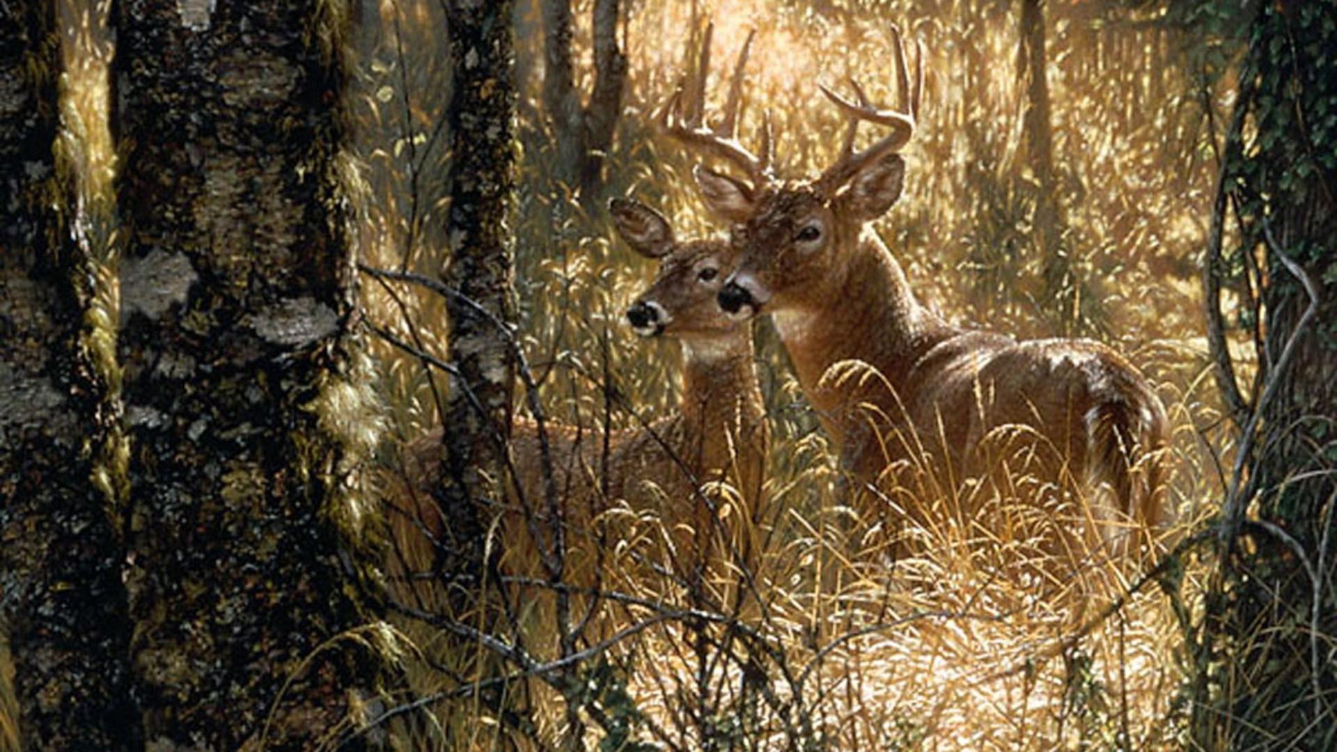 image For > Whitetail Deer Painting Wallpaper