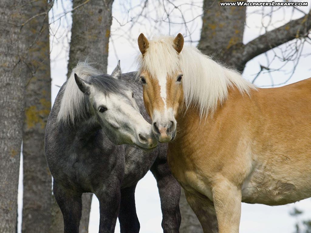 cute horses wallpaper / animals background