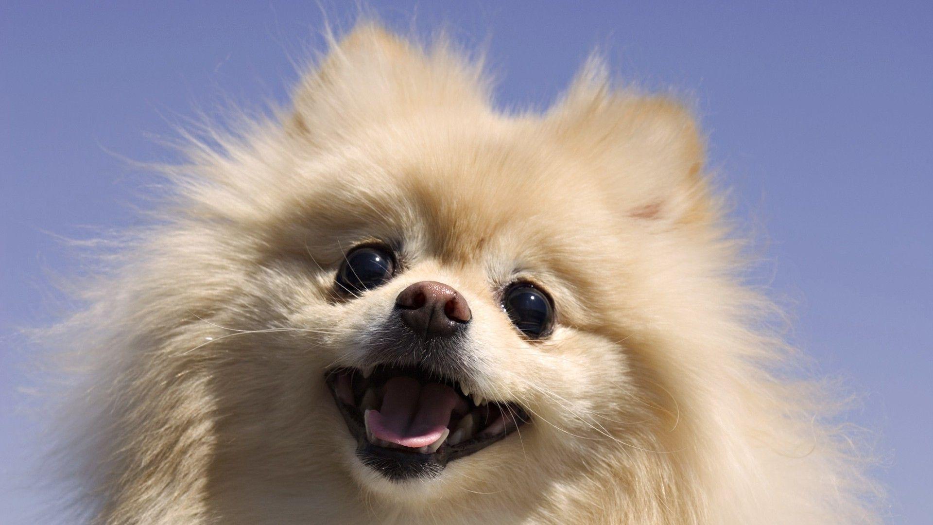 Funny Dogs Pomeranian Wallpaper HD