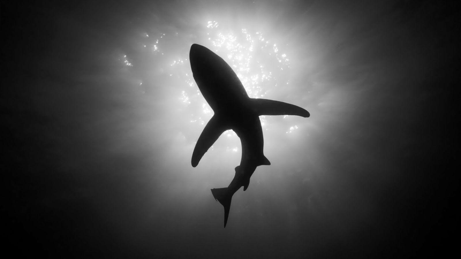 Download Black And White Shark Animals Wallpaper 1600x900. Full