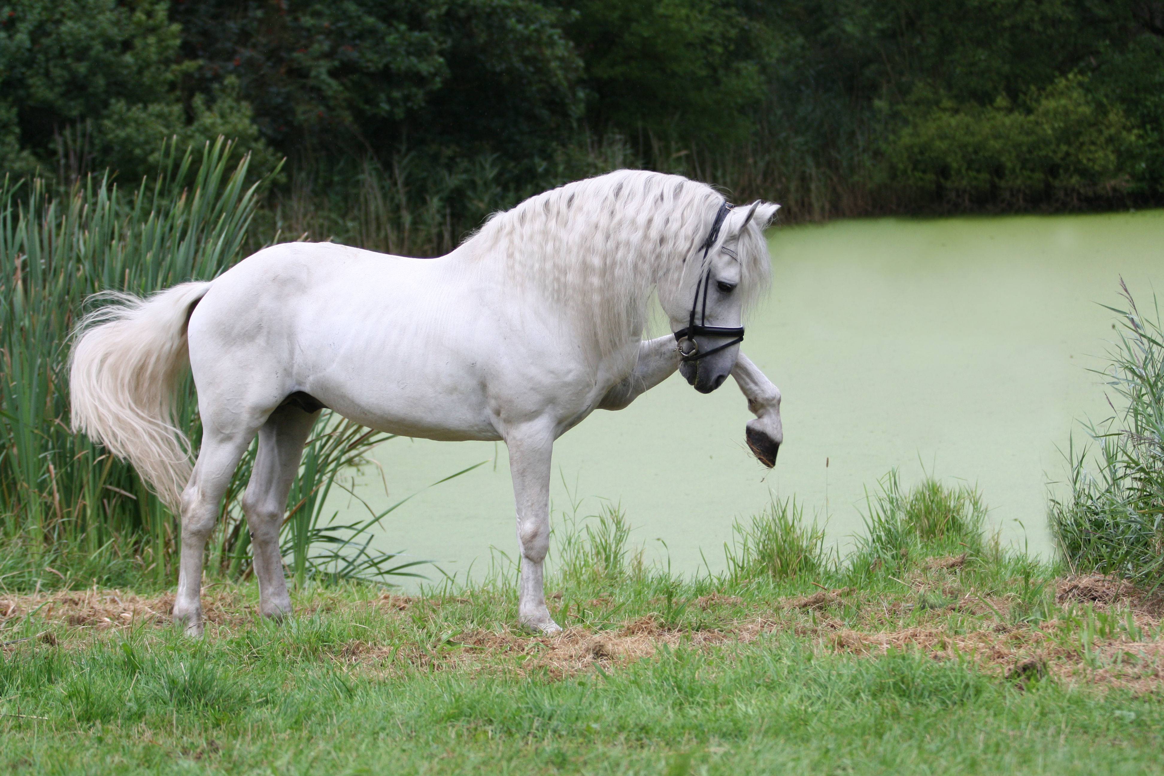 Andalusian Horse HD Wallpaper