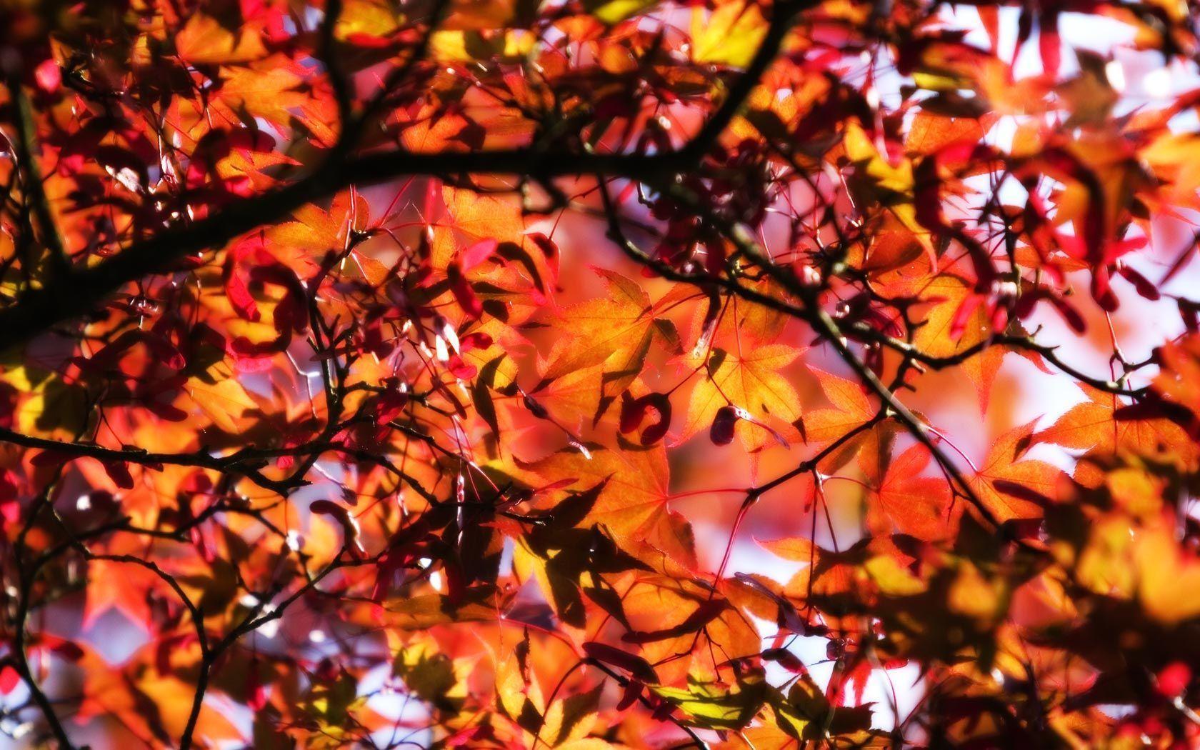 Golden Leaves Background Wallpaper