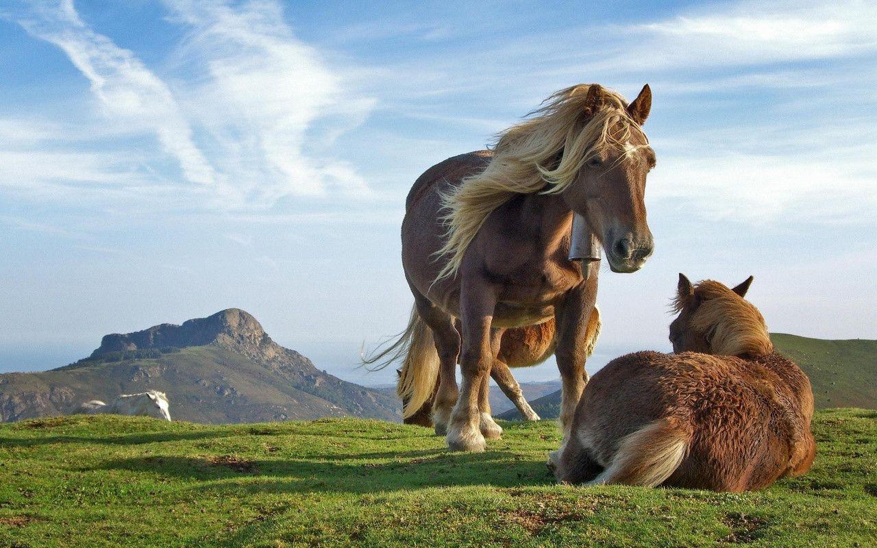 Beautiful horses desktop PC and Mac wallpaper