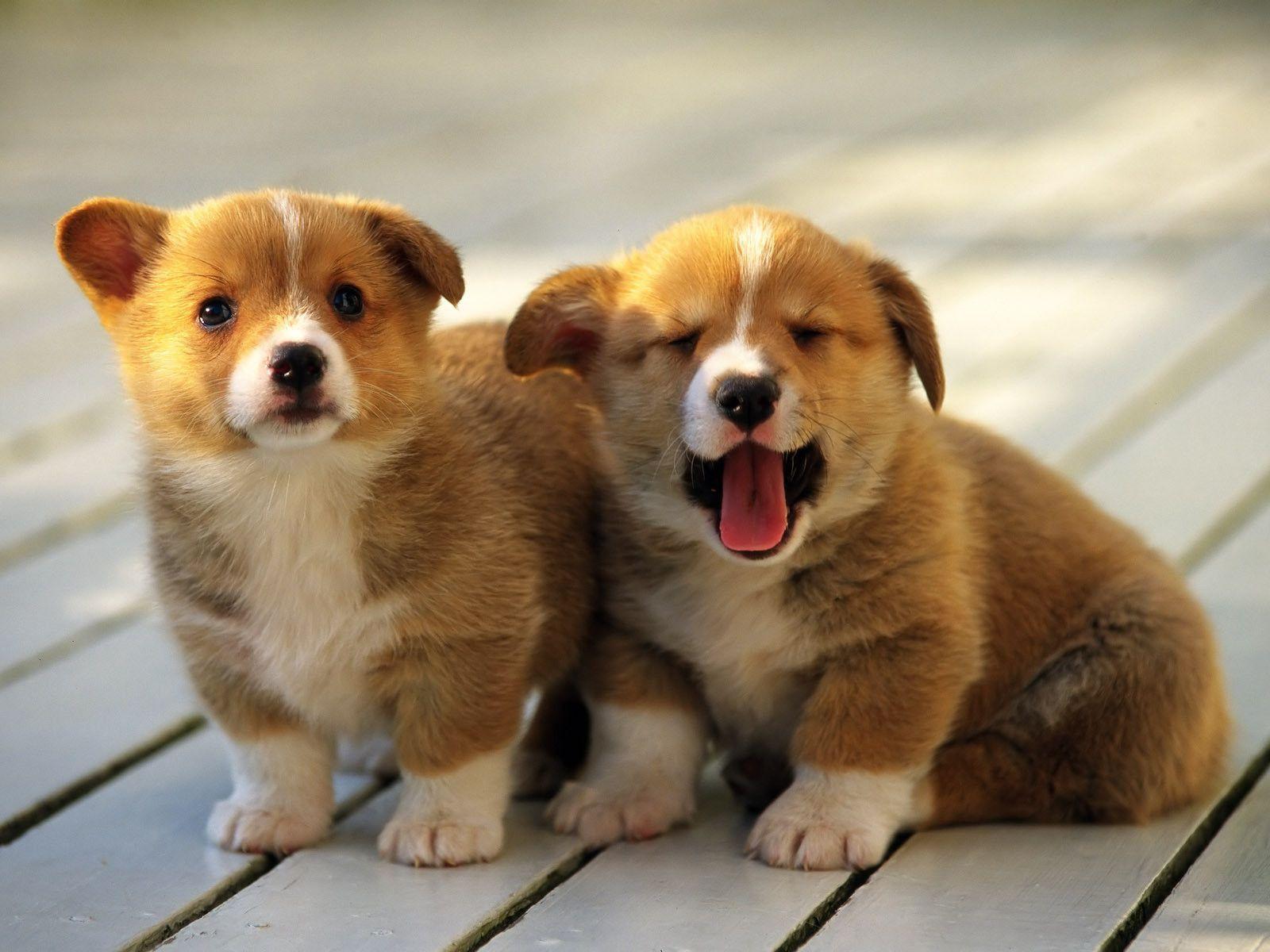 Free Download Cute Puppy Wallpaper in 1600x1200 resolutions
